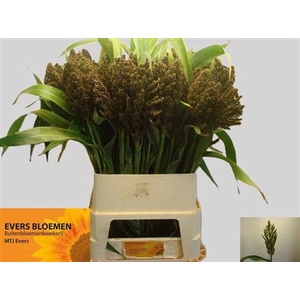 Sorghum A Panselaria 90 Cm