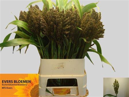 <h4>Sorghum A Panselaria 90 Cm</h4>