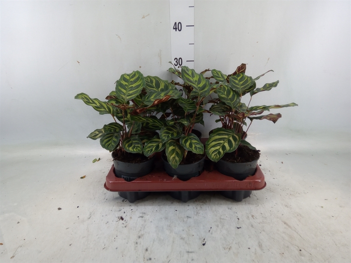 <h4>Calathea makoyana</h4>