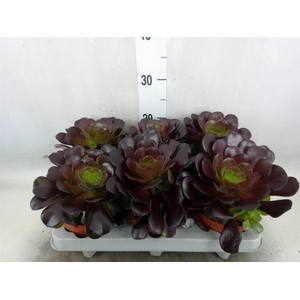 Aeonium arboreum 'Velours'