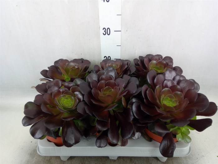 <h4>Aeonium arboreum 'Velours'</h4>