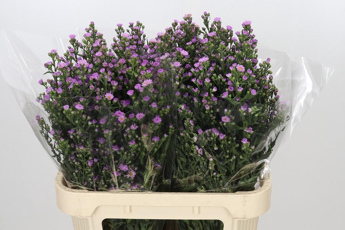 <h4>Aster Painted Lady</h4>
