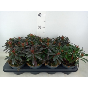 Euphorbia amygdaloides 'Purpurea'