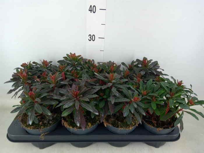 <h4>Euphorbia amygdaloides 'Purpurea'</h4>