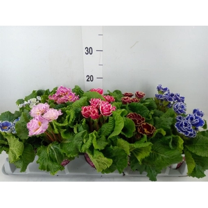 Primula ac. 'Sirococco'   ...mix