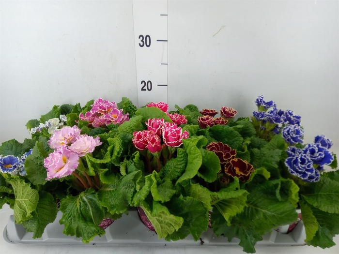 <h4>Primula ac. 'Sirococco' ...mix</h4>