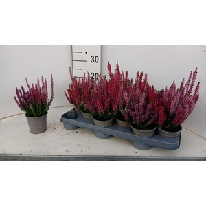 CALLU BL STARLI GEM