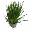 Allium stipitatum