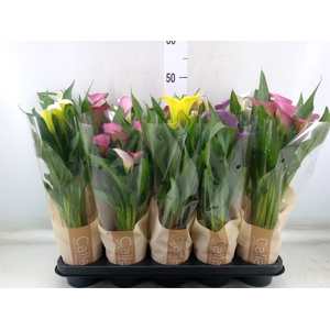 Zantedeschia   ...mix 4