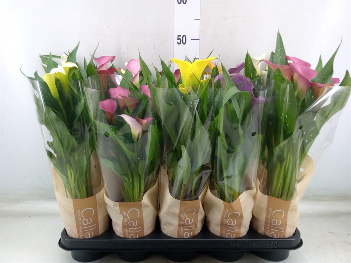<h4>Zantedeschia   ...mix 4</h4>