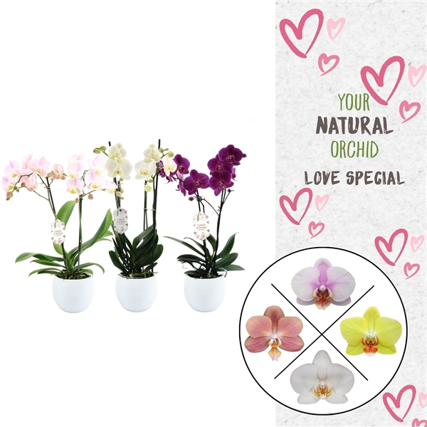 <h4>Phal. 2 spike Flower Symphony Mix in Lisa keramiek</h4>