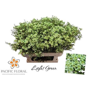 Chamelaucium Klb Light Green