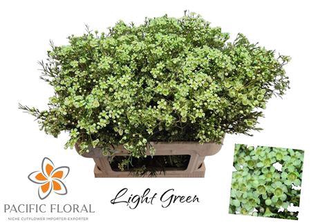 <h4>Chamelaucium Klb Light Green</h4>