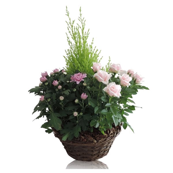 <h4>Collectie Hanoi Arrangment in Mand 25 cm</h4>