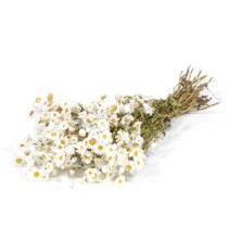 .Rodanthe nat.white