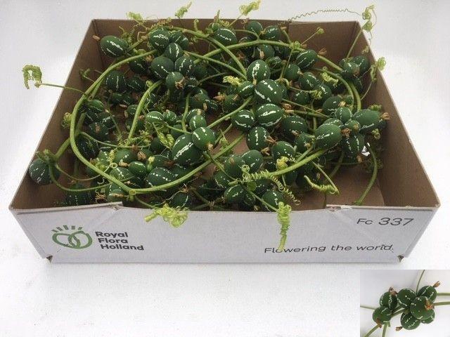 <h4>DIPLOCYCLOS PALMATUS</h4>