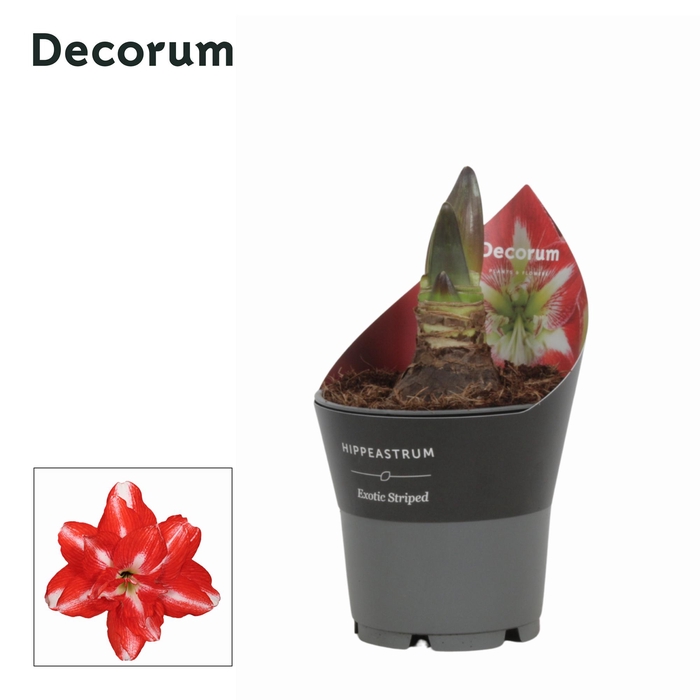 <h4>Amaryllis Exotic Striped 2 knop Extra OP Potkraag (Decorum)</h4>