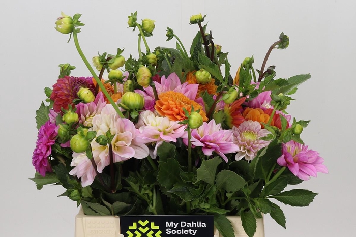 Dahlia Gemengd in bos