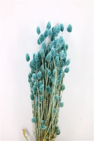 <h4>DRY PHALARIS FROSTED LIGHT BLUE</h4>