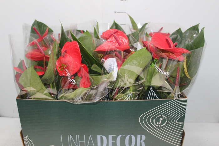 <h4>ANTHURIUM CASANOVA P15 VERMELHO PREMIUM</h4>