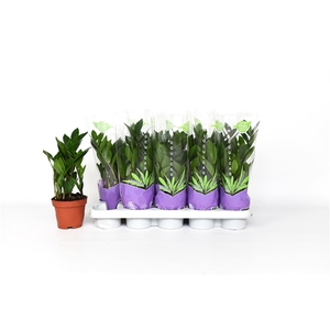 Zamioculcas 35