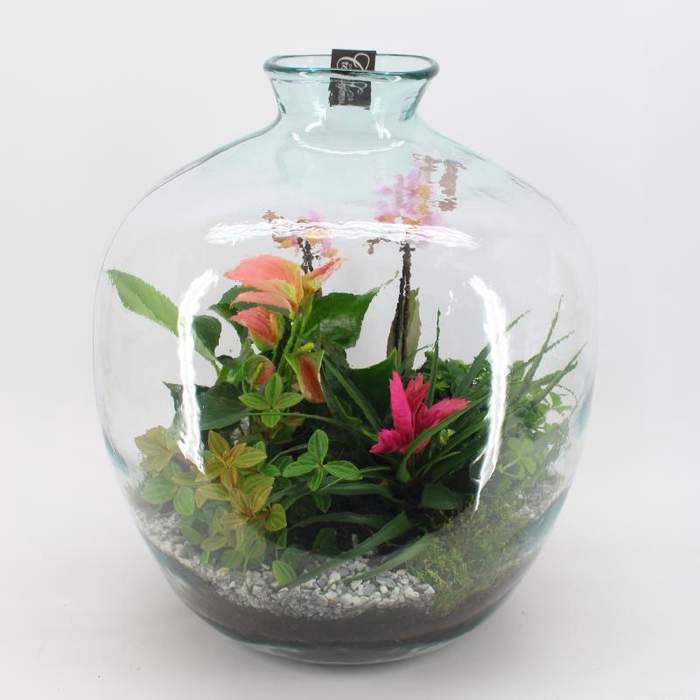 LICR-2344 Limited Edition Terrarium