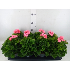 Pelargonium gran.   ..