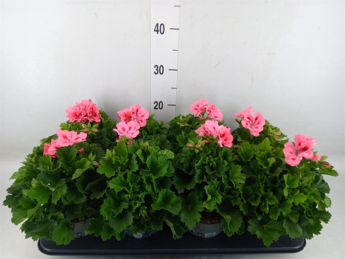 <h4>Pelargonium gran. ..</h4>
