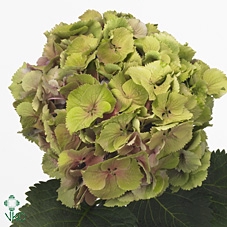 Hydrangea elbtal classic