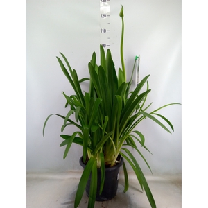 Agapanthus  'Big Blue'