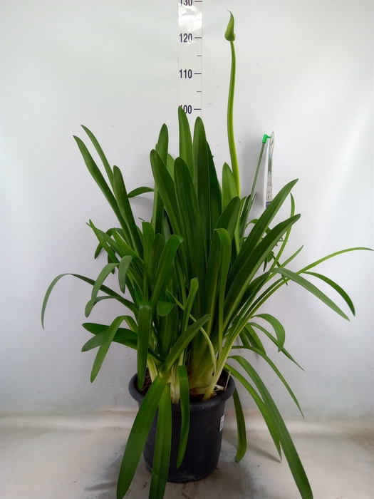 <h4>Agapanthus  'Big Blue'</h4>