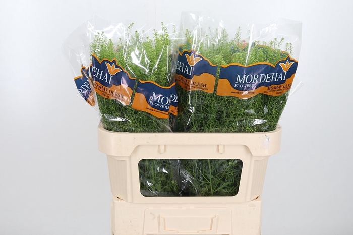 <h4>Lepidium Green Bell</h4>