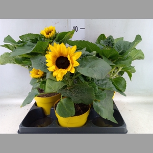 Helianthus an.   ...