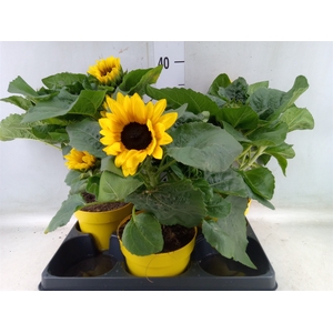 Helianthus an.   ...