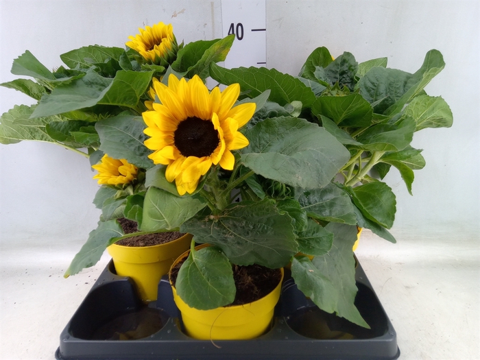 <h4>Helianthus an.   ...</h4>
