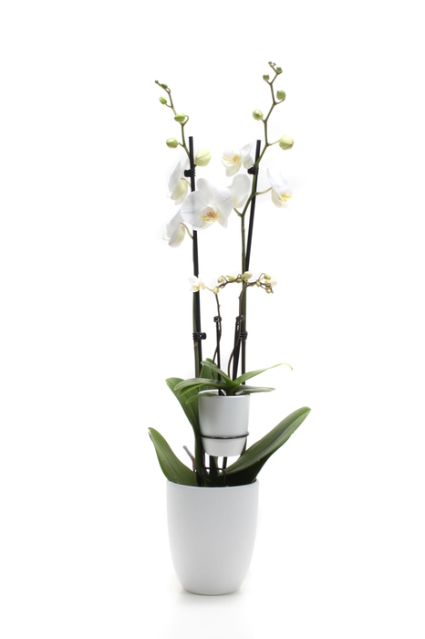 <h4>Hugo White Phal Wit 2T+ Tiny Dolls 2T</h4>