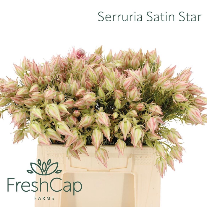 <h4>SERR AYOBA SAT STAR</h4>