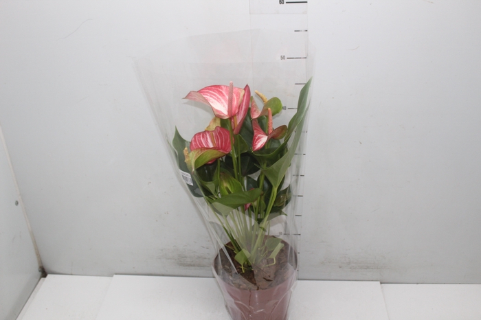 <h4>ANTHURIUM UTAH P17</h4>