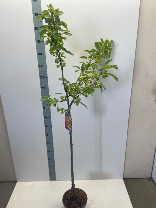 <h4>Malus  'Golden Hornet'</h4>