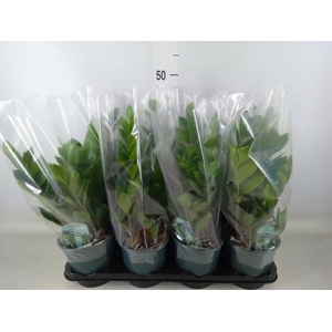 Zamioculcas zamiifolia