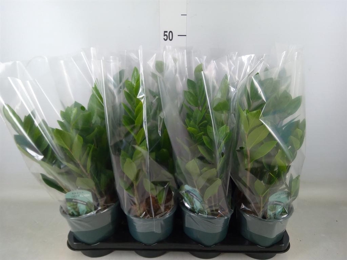 <h4>Zamioculcas zamiifolia</h4>