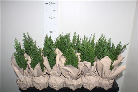 <h4>Cham L Ellwoodii</h4>