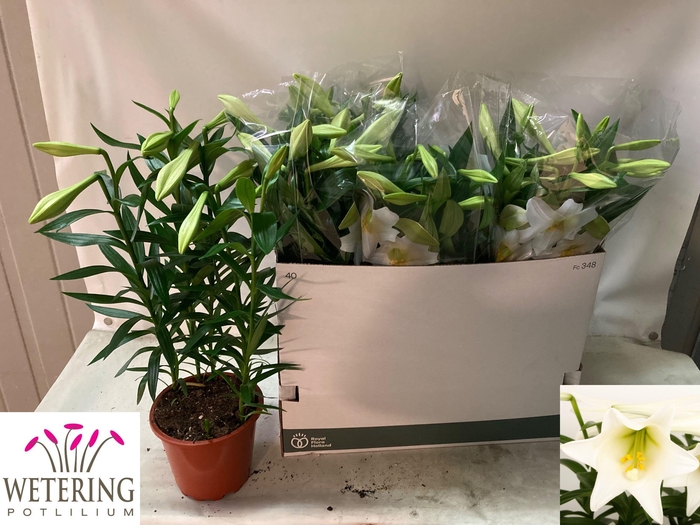 <h4>LIL LO MIRACLE</h4>