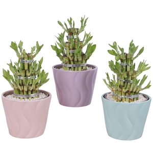 Lucky Bamboo Shape Round 3S Ø14cm Ceramic SE662