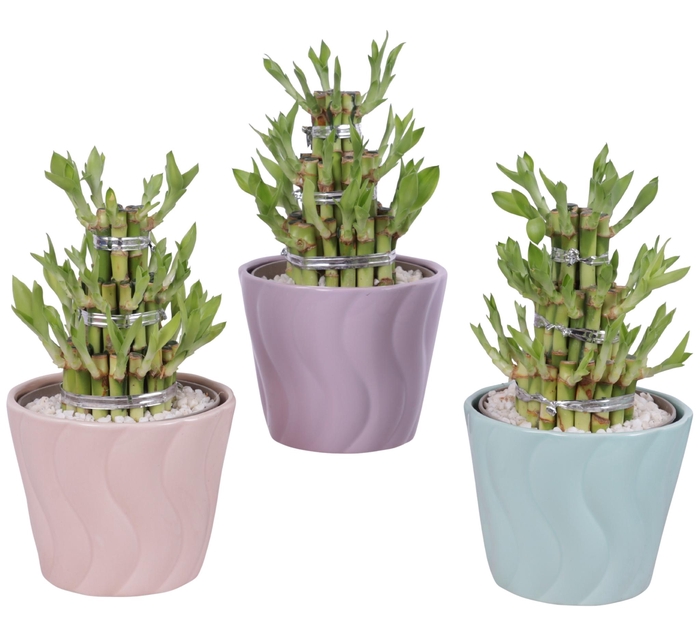 <h4>Lucky Bamboo Shape Round 3S Ø14cm Ceramic SE662</h4>