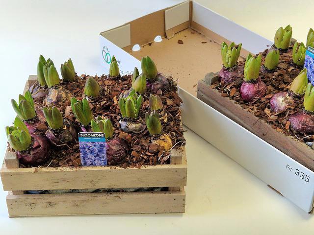 <h4>ARR HYACINTH</h4>