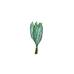 Aglaonema