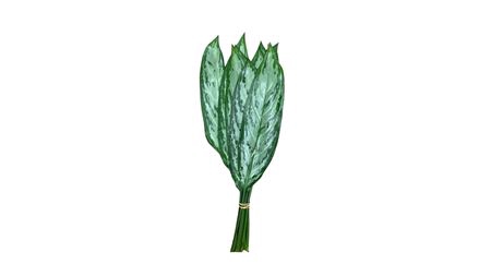 <h4>Aglaonema</h4>