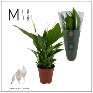 Mimesis Spathiphyllum Torelli - 12 cm