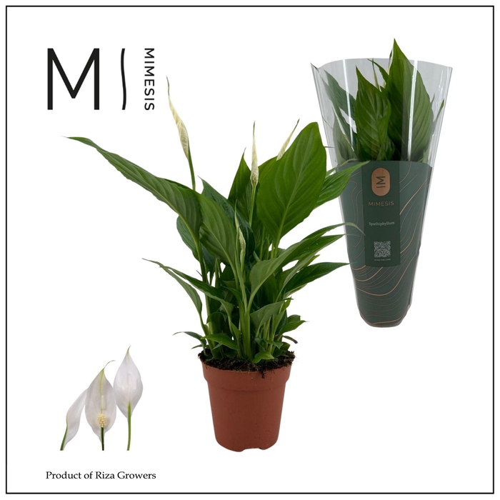 <h4>Mimesis Spathiphyllum Torelli - 12 cm</h4>